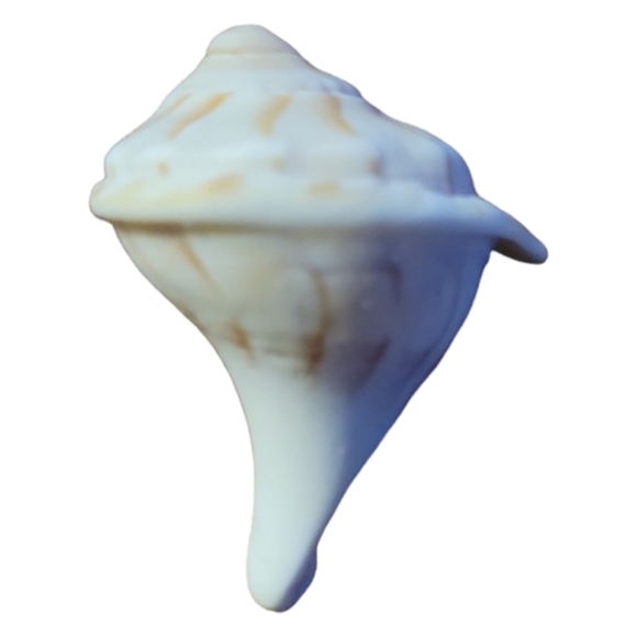 Seashells From South Padre Island Mixed Whole & Interesting Pieces. - Picture 2 of 10